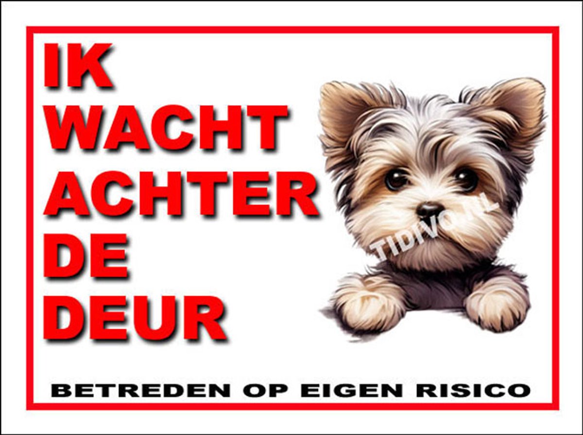Morkie 11