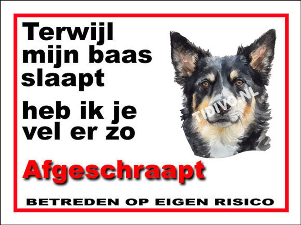 Lapponian Herder 15