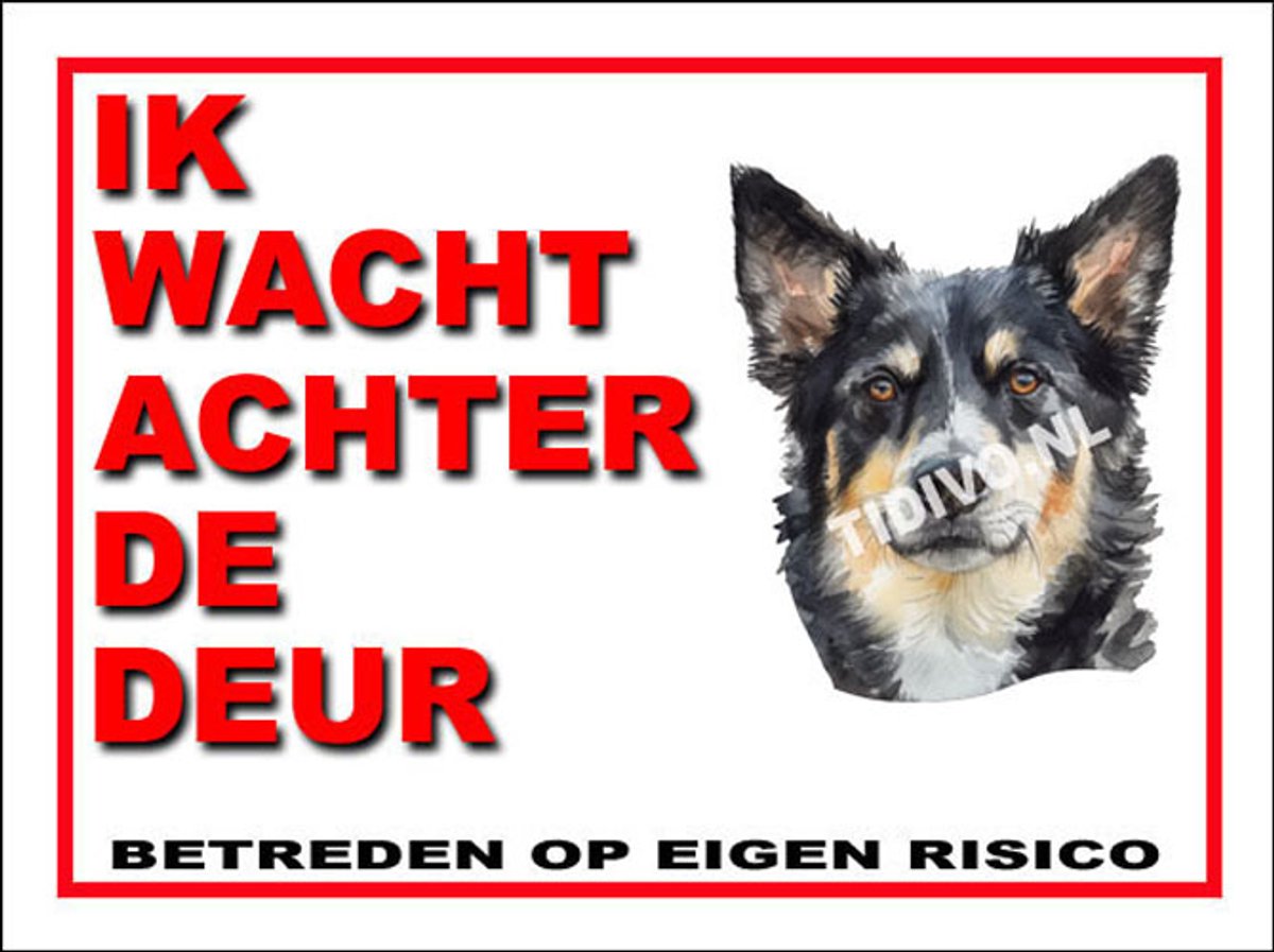 Lapponian Herder 10