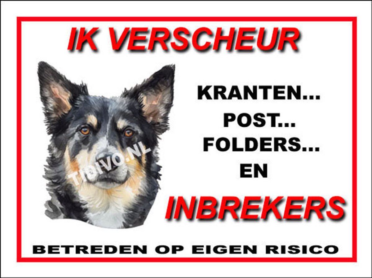 Lapponian Herder 8
