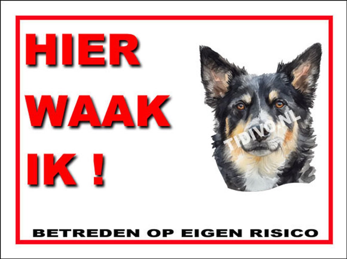 Lapponian Herder 3