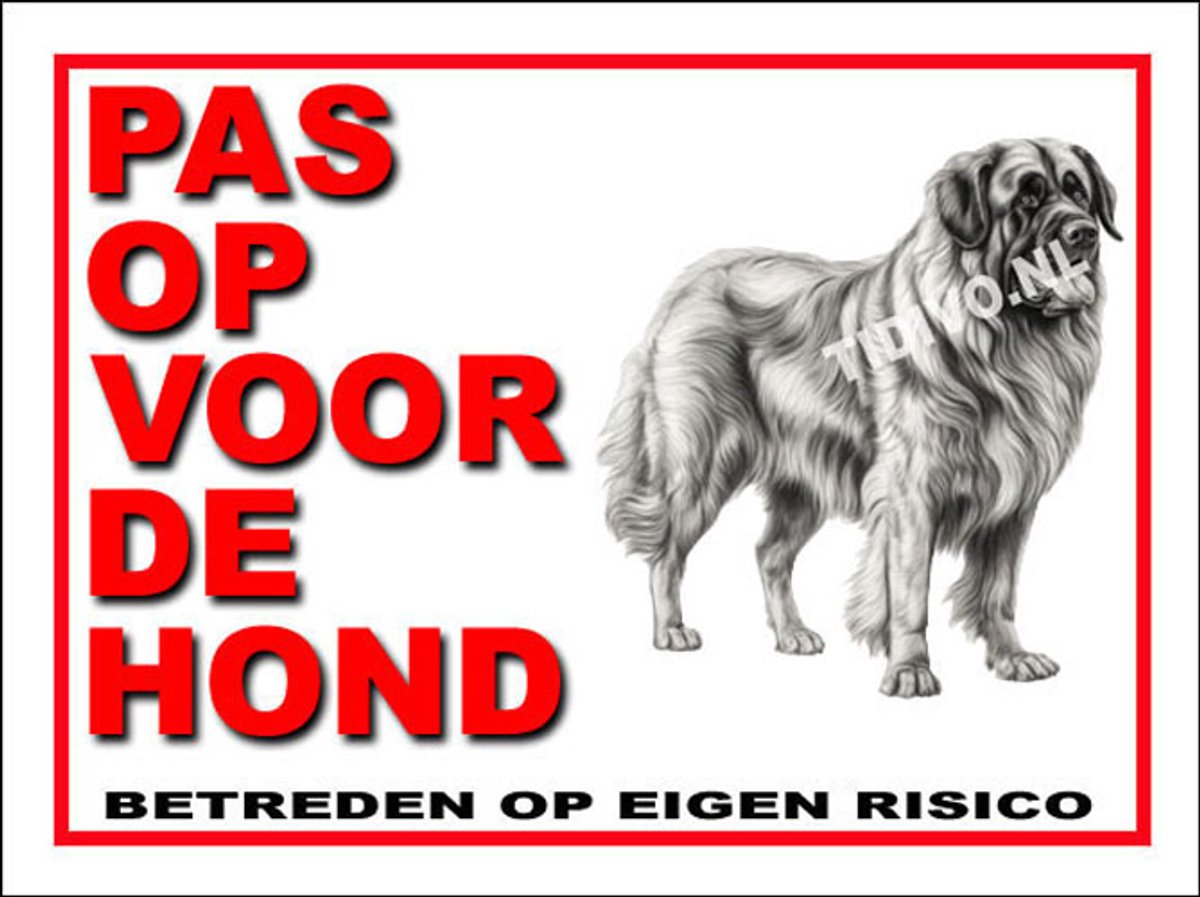 Leonberger 13