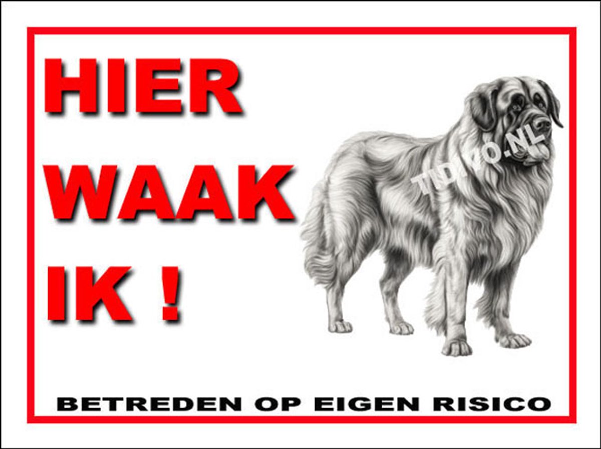 Leonberger 3