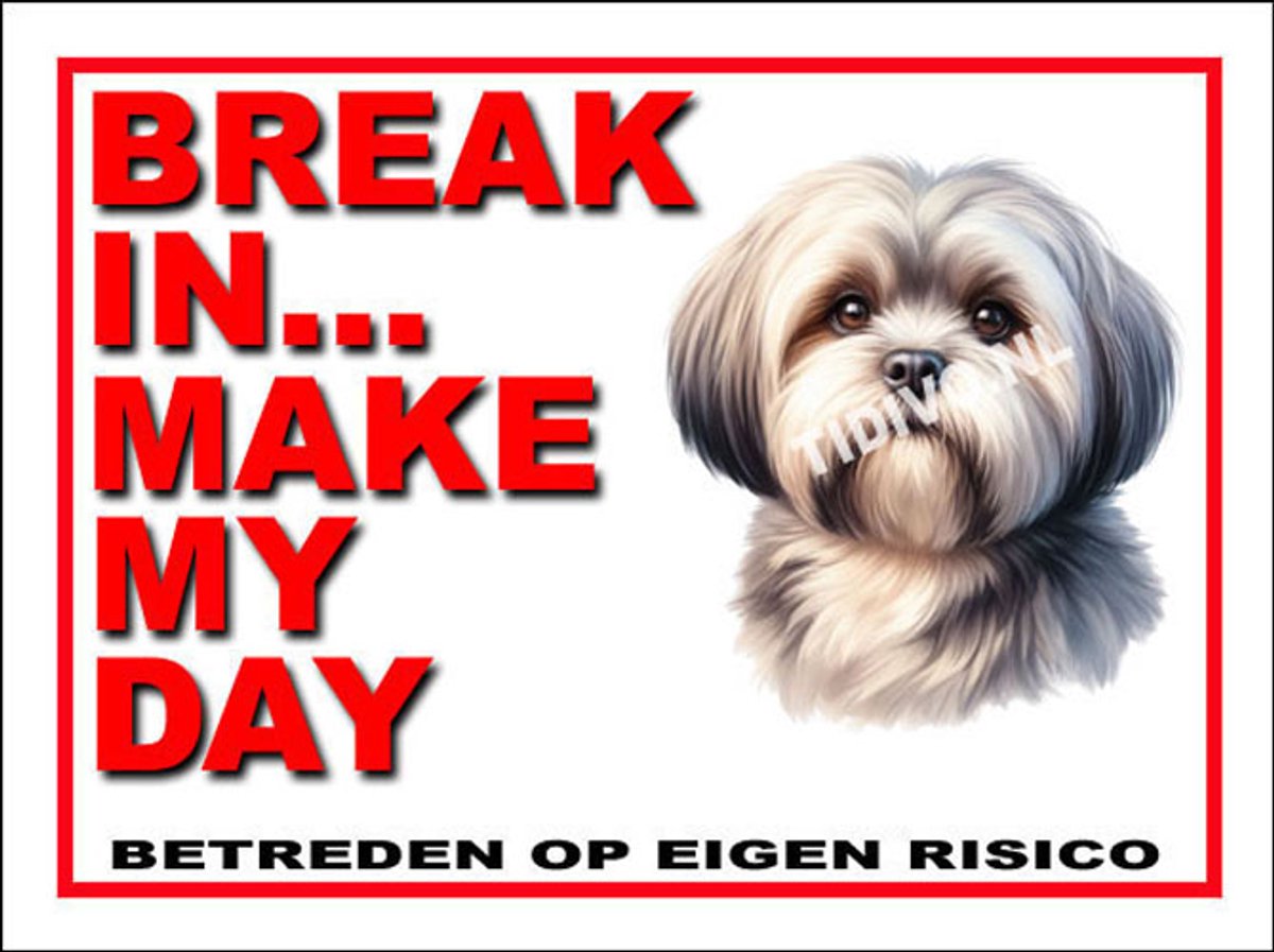 Lhasa Apso 1