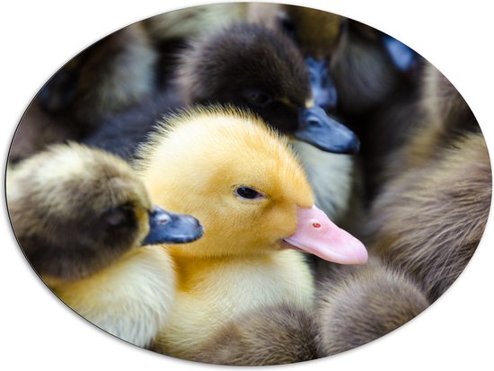 Dibond Ovaal - Groep Zwarte en Gele Kuikentjes - 108x81 cm Foto op Ovaal (Met Ophangsysteem)