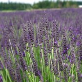 6x Lavande - Lavandula ‘Grosso' - Pot 9x9cm