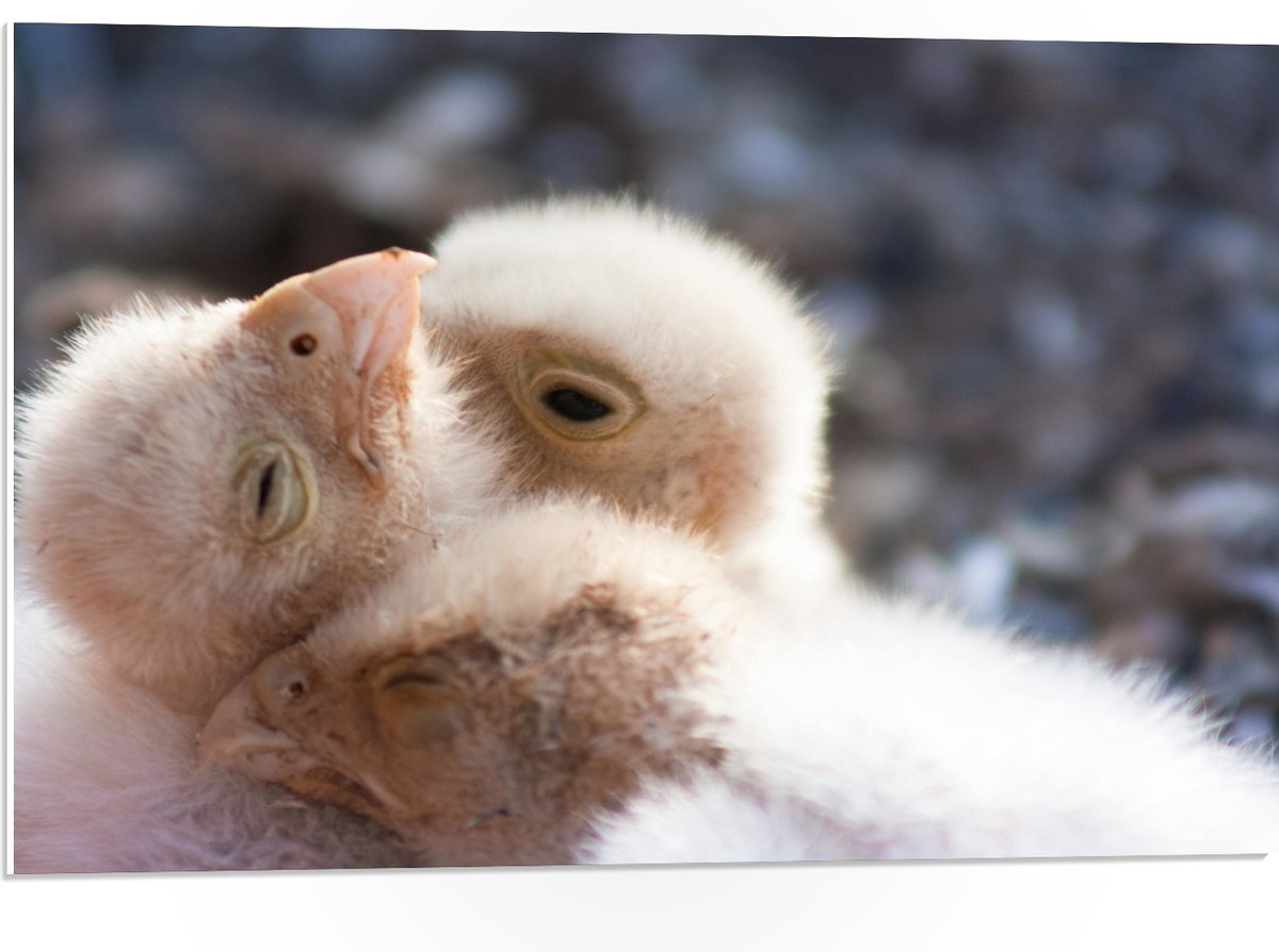 PVC Schuimplaat - Drie Pasgeboren Vogels aan het Knuffelen - 75x50 cm Foto op PVC Schuimplaat (Met Ophangsysteem)