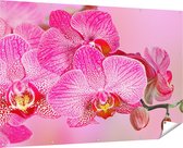 Gards Tuinposter Roze Orchidee Bloemen - 180x120 cm - Tuindoek - Tuindecoratie - Wanddecoratie buiten - Tuinschilderij