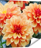 Gards Tuinposter Oranje Dahlia Bloemen - 80x80 cm - Tuindoek - Tuindecoratie - Wanddecoratie buiten - Tuinschilderij