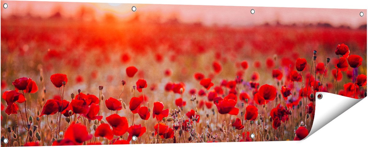 Gards Tuinposter Rode Klaprozen Bloemenveld Zonsondergang - 150x50 cm - Tuindoek - Tuindecoratie - Wanddecoratie buiten - Tuinschilderij Multikleur