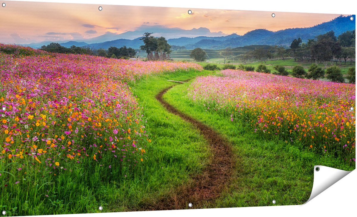 Gards Tuinposter Kosmos Bloemenveld met een Pad - Bloemen - 180x90 cm - Tuindoek - Tuindecoratie - Wanddecoratie buiten - Tuinschilderij Multikleur