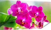 Gards Affiche de jardin Fleurs d'orchidées roses - 140x70 cm - Toile jardin - Décoration de jardin - Décoration murale extérieur - Tableau jardin