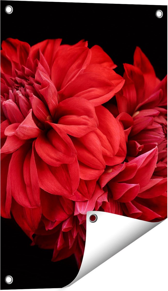 Gards Tuinposter Rode Dahlia Bloemen - 40x60 cm - Tuindoek - Tuindecoratie - Wanddecoratie buiten - Tuinschilderij Multikleur