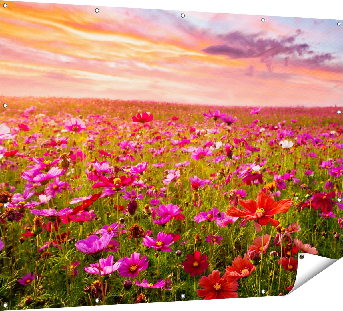Gards Tuinposter Kleurrijke Kosmos Bloemenveld - 160x120 cm - Tuindoek - Tuindecoratie - Wanddecoratie buiten - Tuinschilderij Multikleur