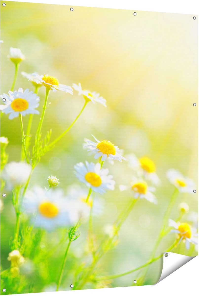Gards Tuinposter Witte Kamille Bloemen met Zonneschijn - 120x150 cm - Tuindoek - Tuindecoratie - Wanddecoratie buiten - Tuinschilderij Multikleur