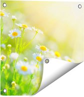 Gards Tuinposter Witte Kamille Bloemen met Zonneschijn - 40x40 cm - Tuindoek - Tuindecoratie - Wanddecoratie buiten - Tuinschilderij