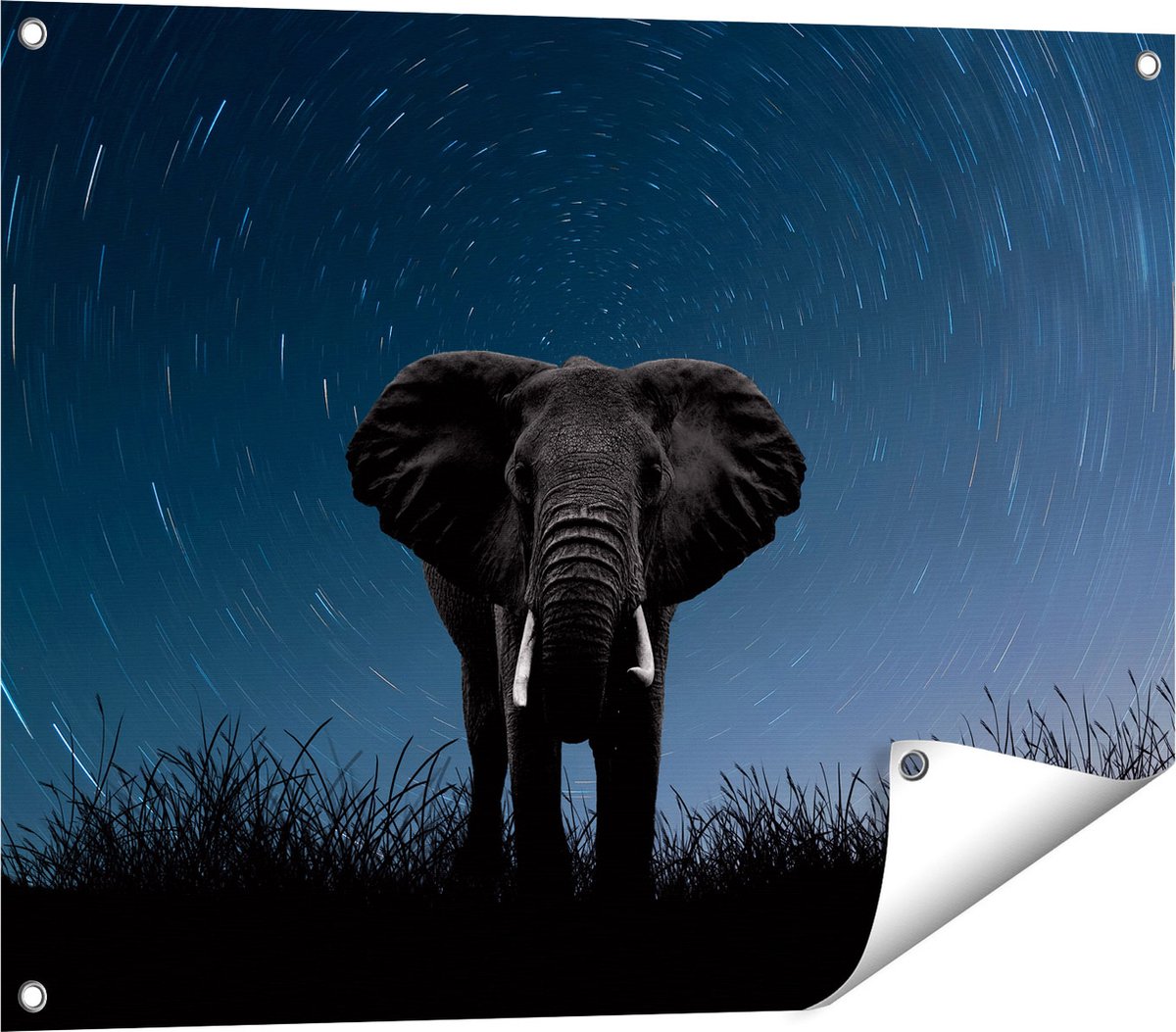 Gards Tuinposter Olifant Omringd met Sterren - 80x60 cm - Tuindoek - Tuindecoratie - Wanddecoratie buiten - Tuinschilderij Multikleur