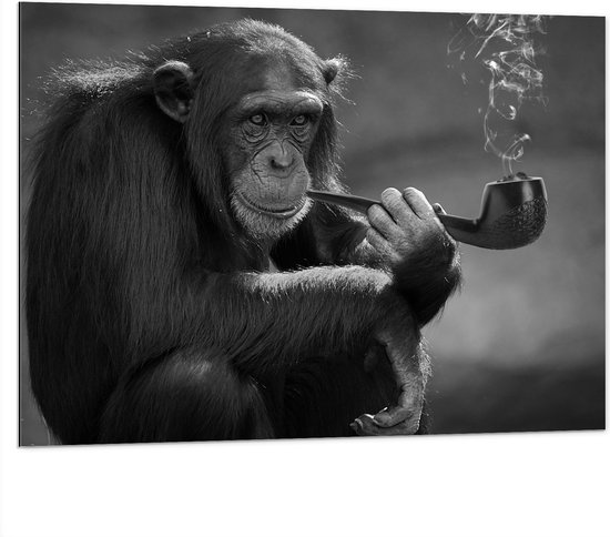 Dibond - Chimpansee Aap Rokend aan Pijp (Zwart- wit) - 100x75 cm Foto op Aluminium (Wanddecoratie van metaal)