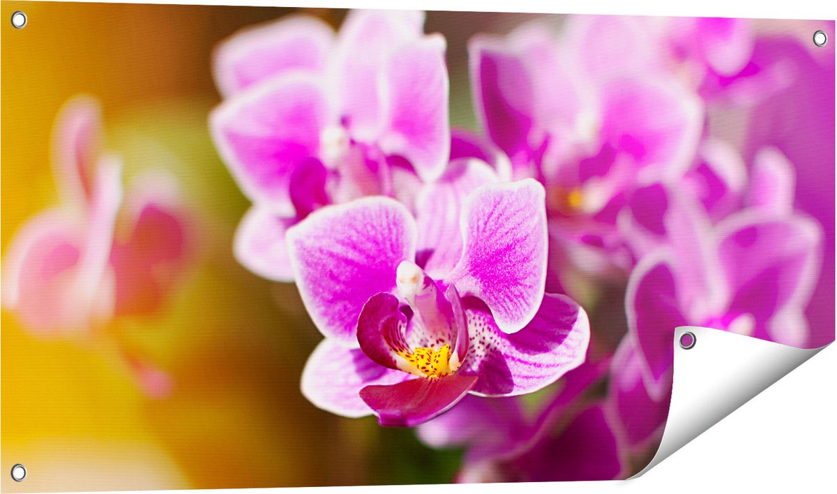 Gards Tuinposter Paarse Orchidee Bloemen - 100x50 cm - Tuindoek - Tuindecoratie - Wanddecoratie buiten - Tuinschilderij Multikleur