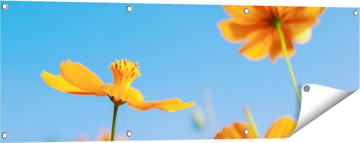 Gards Tuinposter Oranje Cosmea Bloemen - 120x40 cm - Tuindoek - Tuindecoratie - Wanddecoratie buiten - Tuinschilderij Multikleur