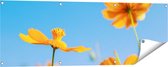Gards Tuinposter Oranje Cosmea Bloemen - 120x40 cm - Tuindoek - Tuindecoratie - Wanddecoratie buiten - Tuinschilderij