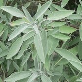 6x Salie - Salvia officinalis - Pot 9x9cm