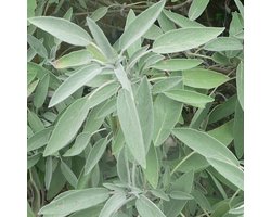 6x Salie - Salvia officinalis - Pot 9x9cm