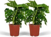 Hello Plants Monstera Monkey Leaf Gatenplant - 2 Stuks - Ø 12 cm - Hoogte: 30 cm - Kamerplant