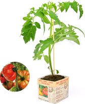 Tomaat Coeur de Boeuf - 3 tomatenplanten