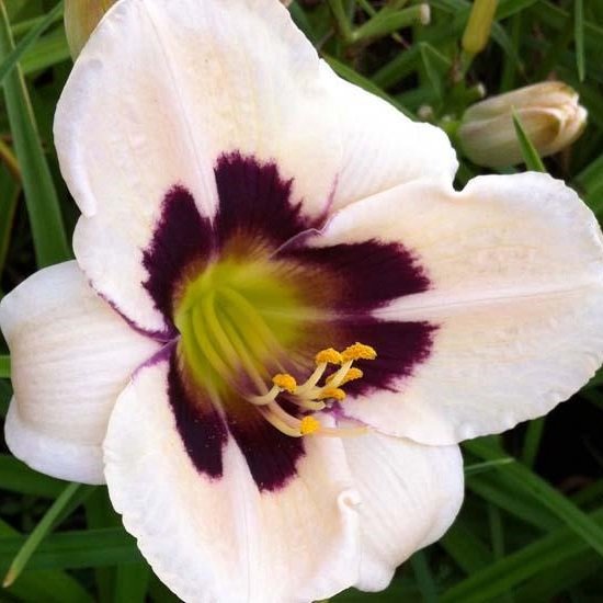 Set Van 6 - Hemerocallis Sammy Russell - Daglelie