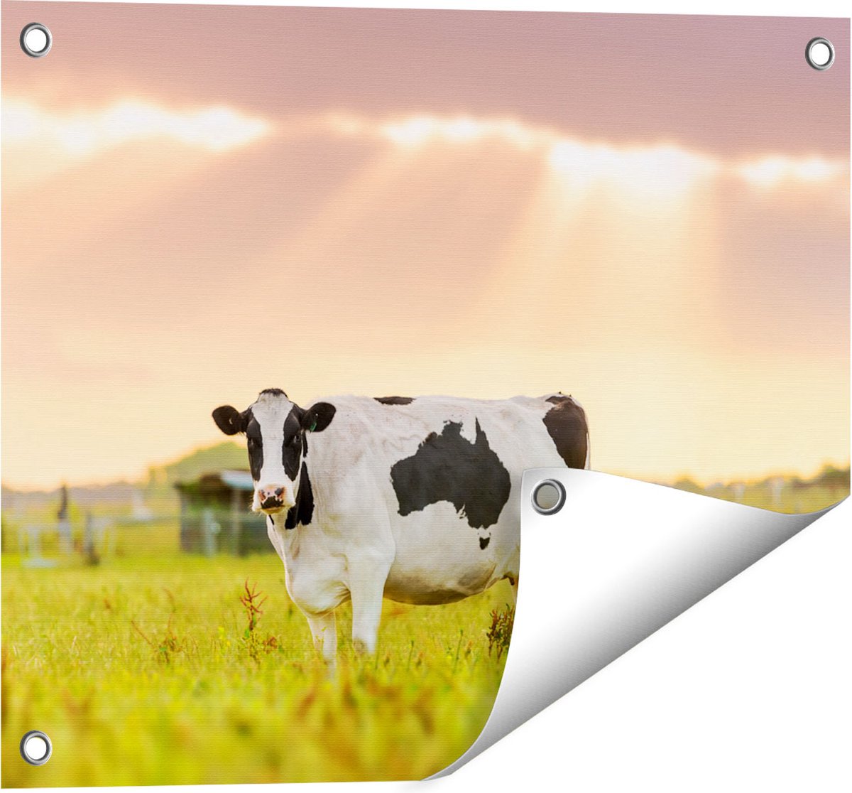 Gards Tuinposter Zwart Wit Koe in de Wei bij Zonsopkomst - 50x40 cm - Tuindoek - Tuindecoratie - Wanddecoratie buiten - Tuinschilderij Multikleur