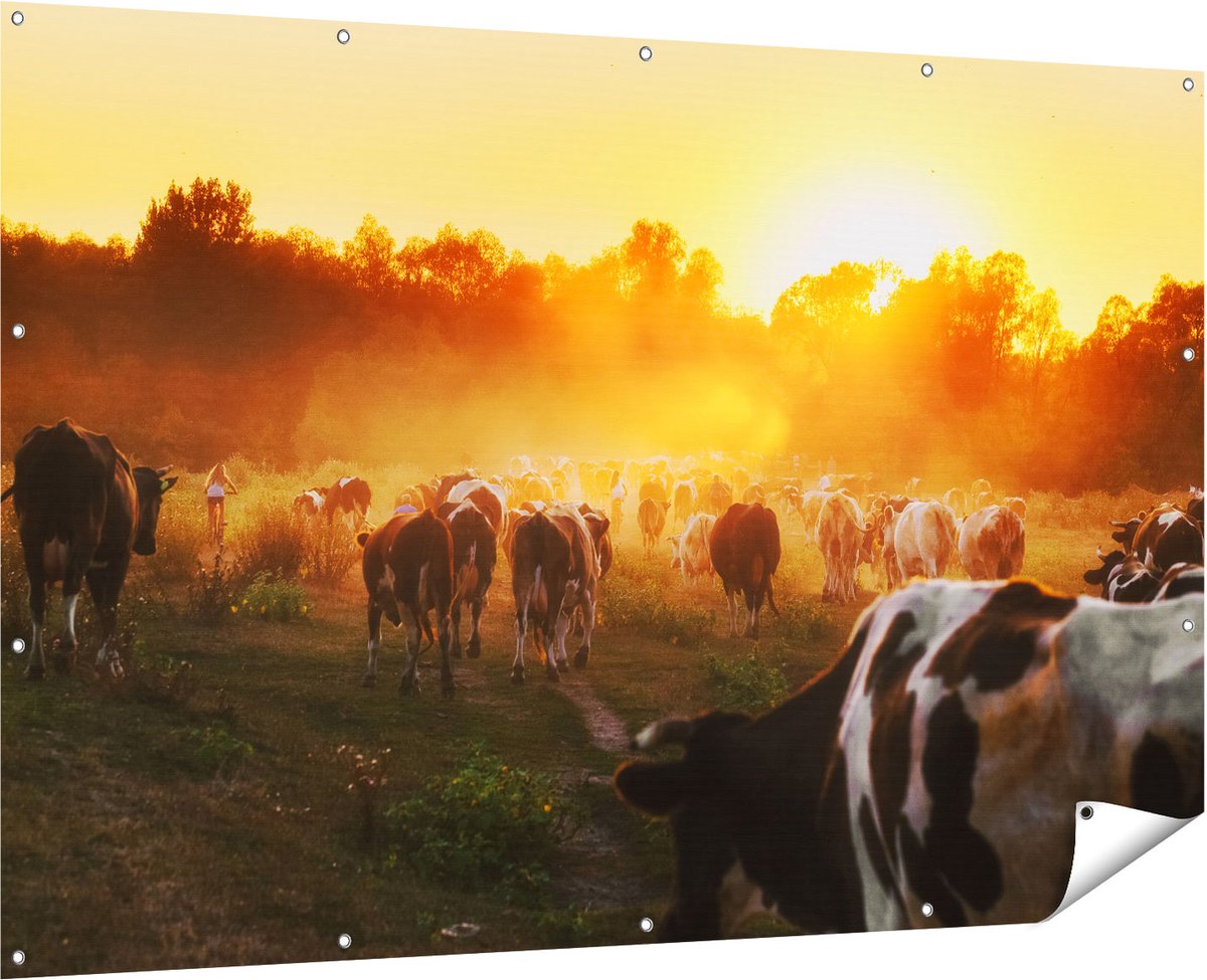 Gards Tuinposter Kudde Koeien in Weiland bij Zonsondergang - 180x120 cm - Tuindoek - Tuindecoratie - Wanddecoratie buiten - Tuinschilderij Multikleur