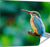 Affiche de jardin Gards Martin-pêcheur Blauw Oranje sur une branche - 100x80 cm - Toile de jardin - Décoration de jardin - Décoration murale extérieur - Tableau de jardin