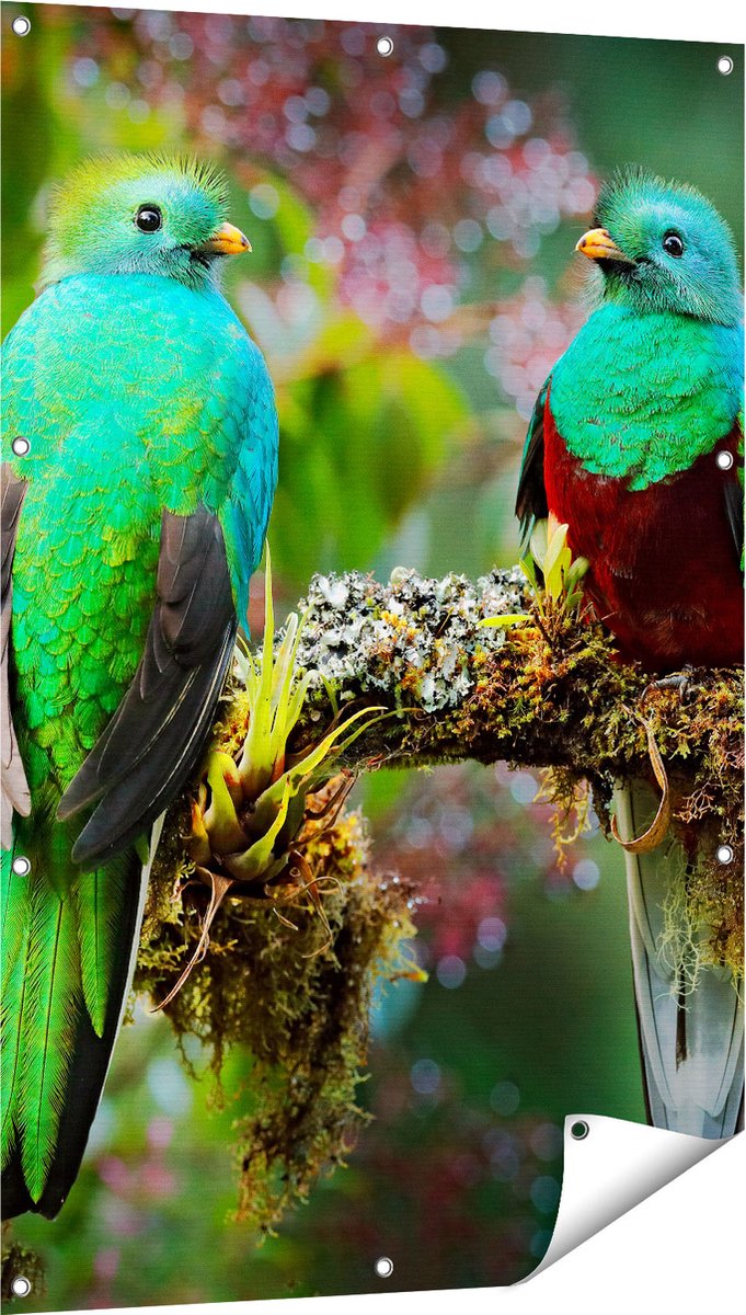 Gards Tuinposter Twee Groene Quetzal Vogels op een Tak - 80x120 cm - Tuindoek - Tuindecoratie - Wanddecoratie buiten - Tuinschilderij Multikleur