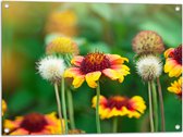 Tuinposter – Gaillardia Pulchella Bloemen in het Veld - 80x60 cm Foto op Tuinposter (wanddecoratie voor buiten en binnen)