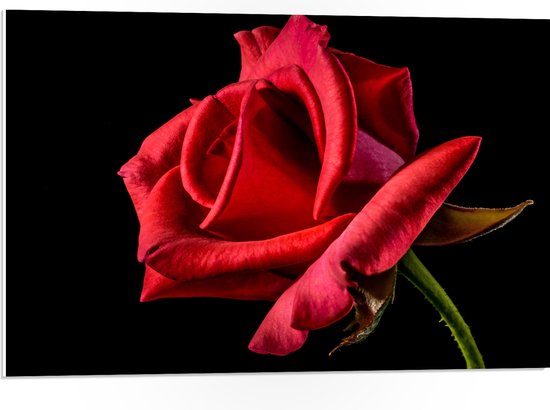 PVC Schuimplaat- Rode Roos op Zwarte Achtergrond - 75x50 cm Foto op PVC Schuimplaat