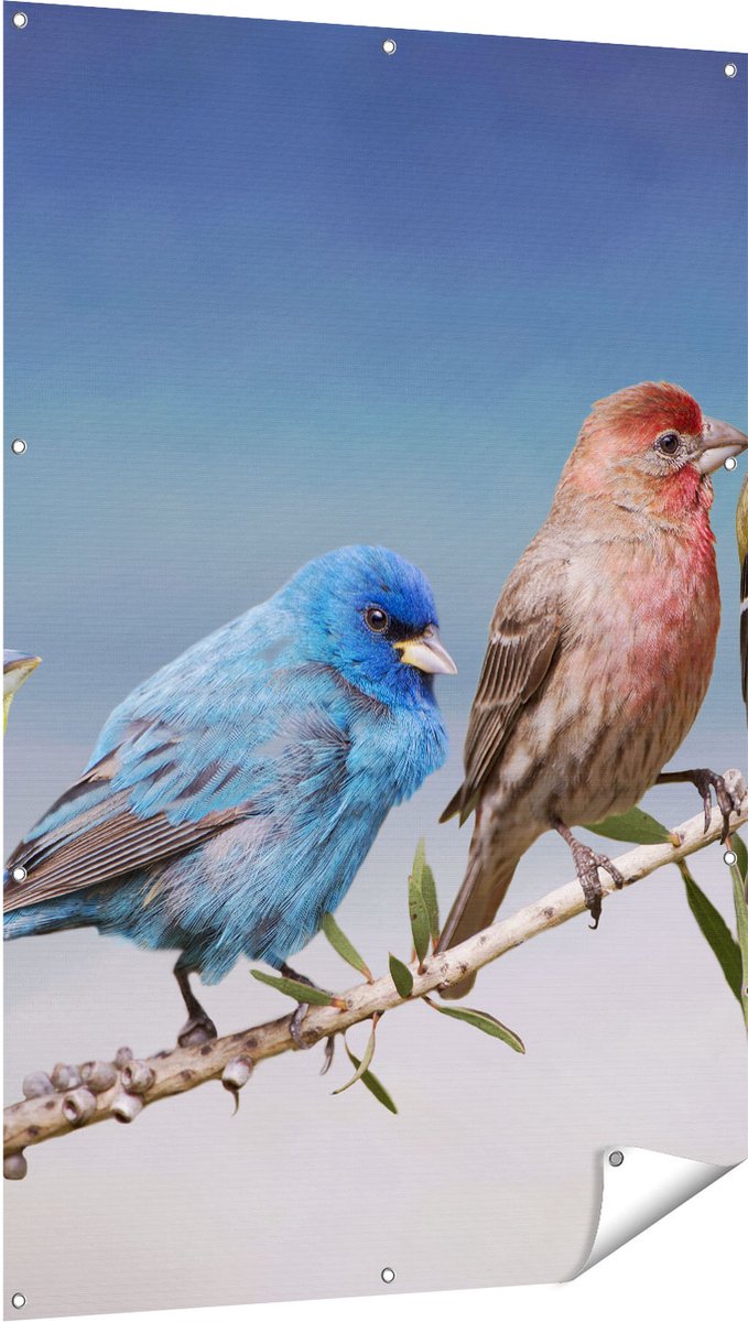 Gards Tuinposter Kleurrijke Zangvogels op een Tak - Kleur - 100x150 cm - Tuindoek - Tuindecoratie - Wanddecoratie buiten - Tuinschilderij Multikleur