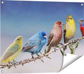 80 cm x 60 cm