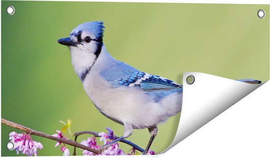 Gards Tuinposter Blauwe Gaai Vogel op een Tak - Kleur - 60x30 cm - Tuindoek - Tuindecoratie - Wanddecoratie buiten - Tuinschilderij