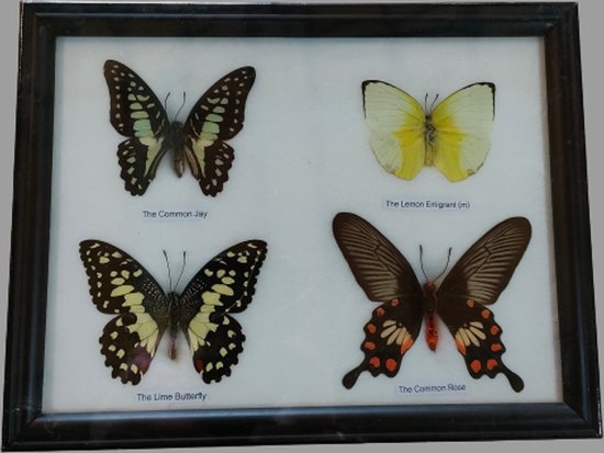 vlinder-vlinders-insect-insecten-vlinders in glas-vlinders in lijst