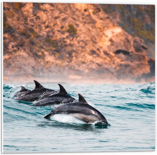 PVC Schuimplaat - Drie Synchroon Zwemmende Dolfijnen in de Zee - 50x50 cm Foto op PVC Schuimplaat (Met Ophangsysteem)