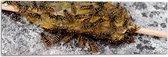 Tuinposter – Honinglepel vol Wespen - 90x30 cm Foto op Tuinposter (wanddecoratie voor buiten en binnen)