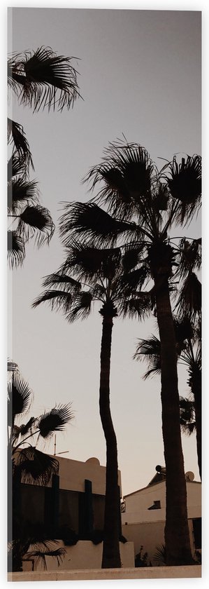 Acrylglas - Palmbomen tussen de Huizen - 20x60 cm Foto op Acrylglas (Met Ophangsysteem)