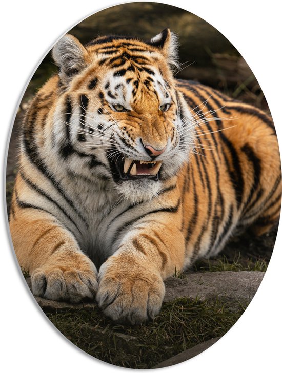 PVC Schuimplaat Ovaal - Boze Siberische Tijger liggend in het Gras - 42x56 cm Foto op Ovaal (Met Ophangsysteem)