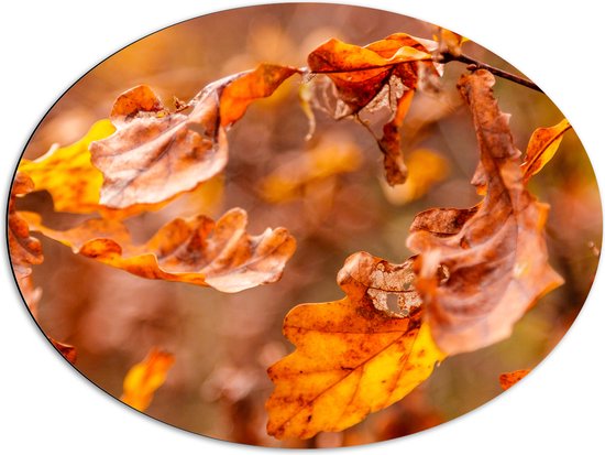 Dibond Ovaal - Close-up van Herfstbladeren aan Tak in Bos - 80x60 cm Foto op Ovaal (Met Ophangsysteem)