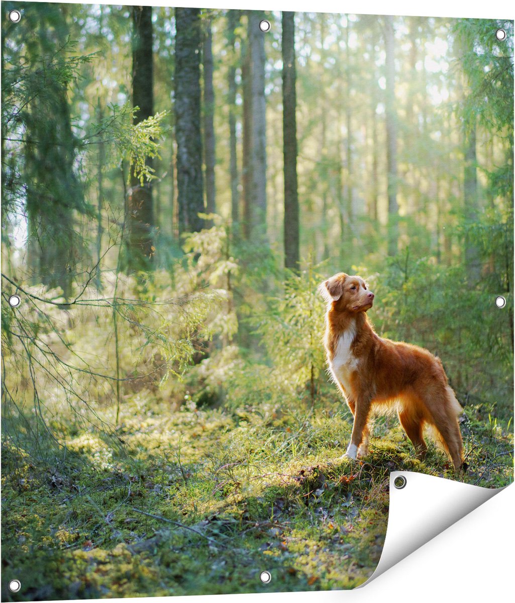 Gards Tuinposter Retriever Hond in het Bos met Zon - 80x80 cm - Tuindoek - Tuindecoratie - Wanddecoratie buiten - Tuinschilderij Multikleur
