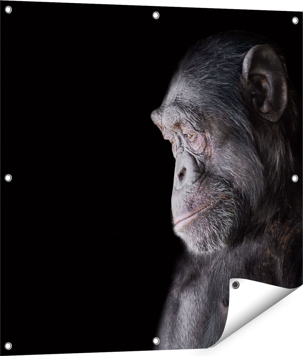 Gards Tuinposter Chimpansee Aap op Zwart Achtergrond - 80x80 cm - Tuindoek - Tuindecoratie - Wanddecoratie buiten - Tuinschilderij Multikleur