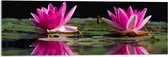 Acrylglas - Waterlelies op het Water - 90x30 cm Foto op Acrylglas (Wanddecoratie op Acrylaat)
