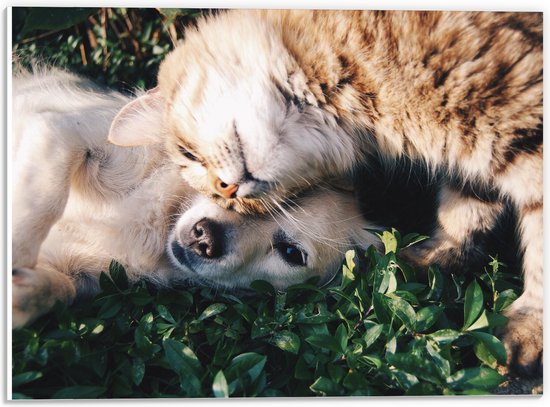 PVC Schuimplaat - Bruine Kat Knuffelend met Labrador Puppy in het Grasveld - 40x30 cm Foto op PVC Schuimplaat (Met Ophangsysteem)