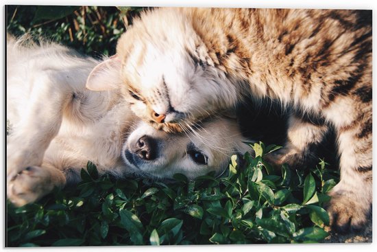 Dibond - Bruine Kat Knuffelend met Labrador Puppy in het Grasveld - 60x40 cm Foto op Aluminium (Met Ophangsysteem)